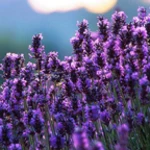 Logo of Lavender Live Wallpaper android Application 