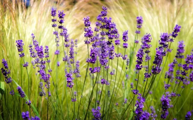 Lavender Live Wallpaper android App screenshot 0