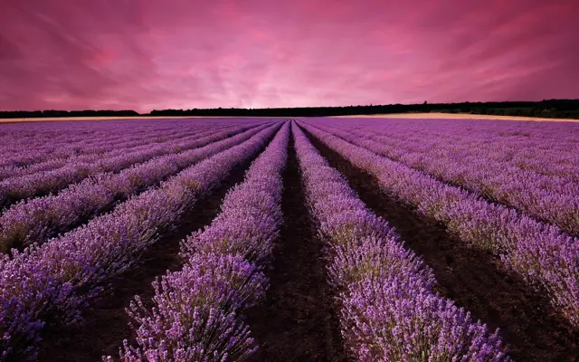 Lavender Live Wallpaper android App screenshot 1