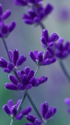 Lavender Live Wallpaper android App screenshot 5