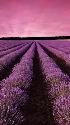 Lavender Live Wallpaper android App screenshot 6